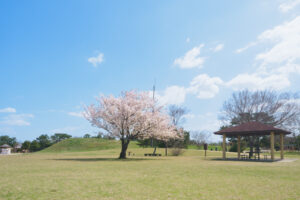 海の中道海浜公園の桜の写真