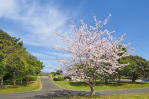 海の中道海浜公園の桜の写真
