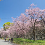 舞鶴公園の桜の写真