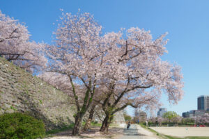 舞鶴公園の桜の写真