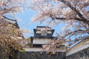 舞鶴公園の桜の写真