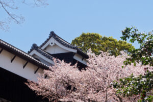舞鶴公園の桜の写真
