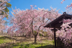 舞鶴公園の桜の写真