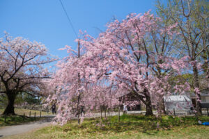 舞鶴公園の桜の写真