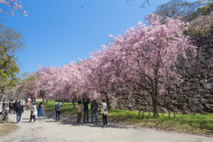 舞鶴公園の桜の写真
