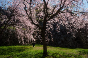 舞鶴公園の桜の写真