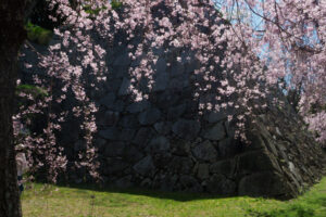 舞鶴公園の桜の写真