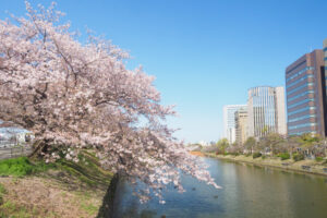 舞鶴公園の桜の写真