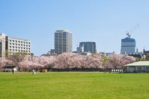 舞鶴公園の桜の写真