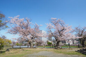 舞鶴公園の桜の写真
