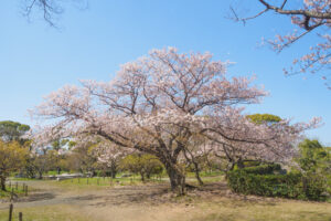 舞鶴公園の桜の写真