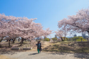 舞鶴公園の桜の写真