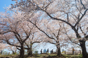 舞鶴公園の桜の写真