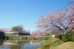舞鶴公園の桜の写真