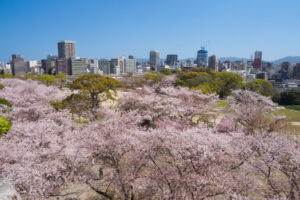 舞鶴公園の桜の写真