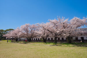 舞鶴公園の桜の写真