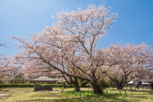 舞鶴公園の桜の写真