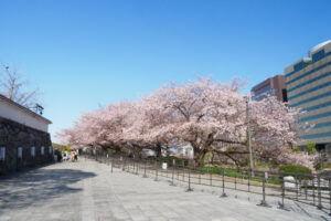 舞鶴公園の桜の写真