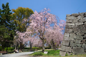 舞鶴公園の桜の写真