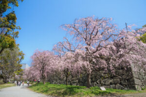 舞鶴公園の桜の写真