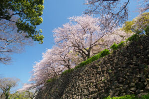 舞鶴公園の桜の写真