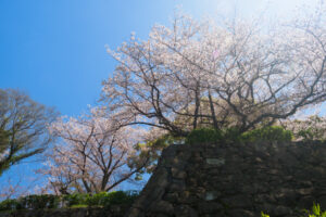 舞鶴公園の桜の写真