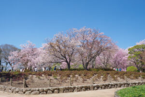 舞鶴公園の桜の写真
