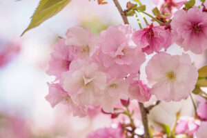 舞鶴公園の桜の写真