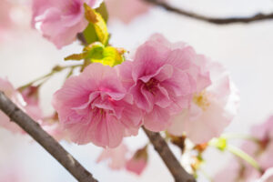 舞鶴公園の桜の写真