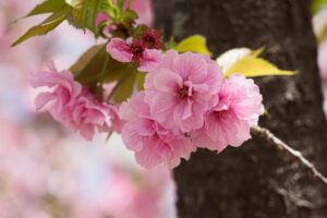 舞鶴公園の桜の写真