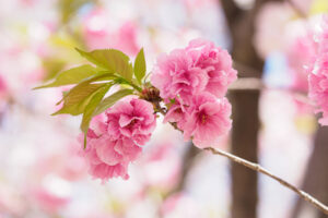 舞鶴公園の桜の写真