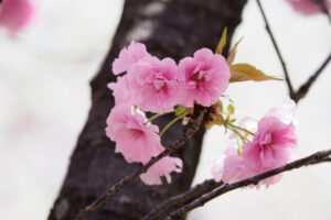 舞鶴公園の桜の写真
