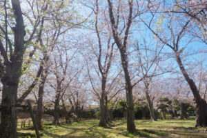 舞鶴公園の桜の写真