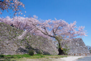 舞鶴公園の桜の写真