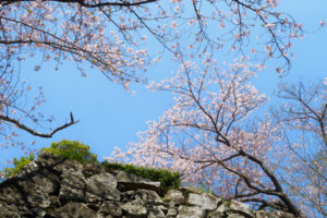 舞鶴公園の桜の写真