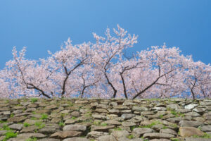 舞鶴公園の桜の写真