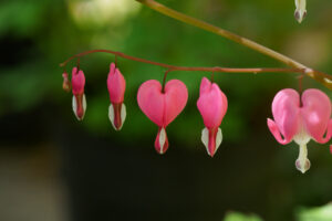 筥崎宮花庭園の季節の花の写真