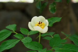 筥崎宮花庭園の季節の花の写真