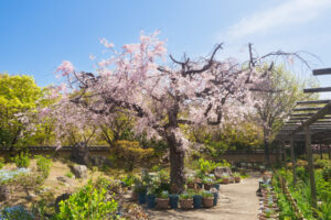 筥崎宮花庭園の桜の写真