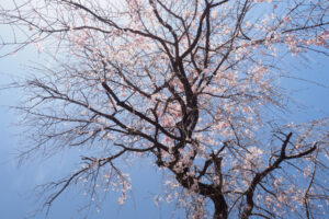 筥崎宮花庭園の桜の写真
