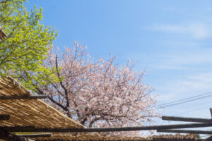 筥崎宮花庭園の桜の写真