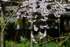 筥崎宮花庭園の桜の写真