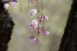 筥崎宮花庭園の桜の写真