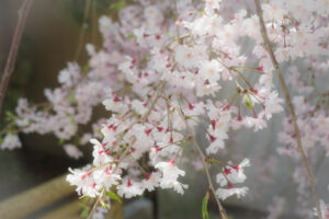 筥崎宮花庭園の桜の写真