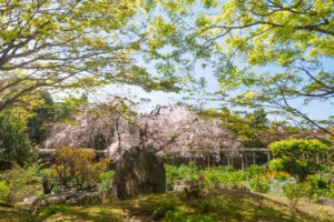 筥崎宮花庭園の新緑の写真