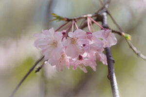 筥崎宮花庭園の桜の写真