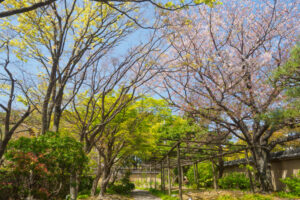 筥崎宮花庭園の新緑の写真