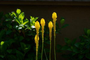 筥崎宮花庭園の季節の花の写真