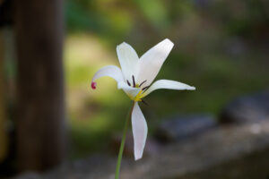 筥崎宮花庭園の季節の花の写真