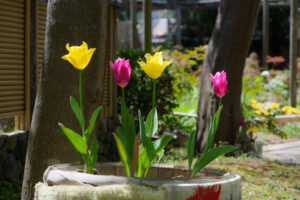 筥崎宮花庭園の季節の花の写真